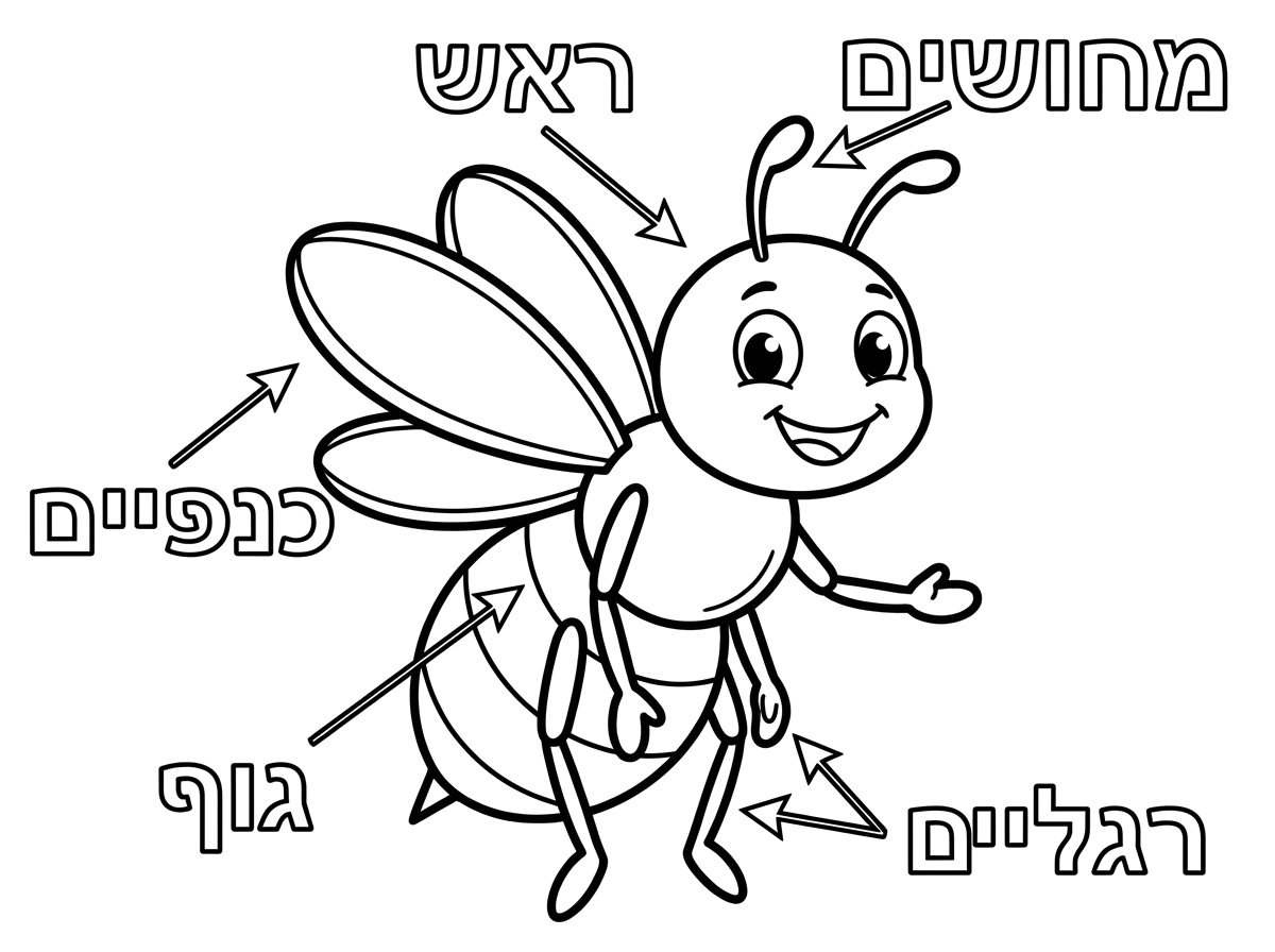 צור לי דף צביעה של הדבורה עם סימון בעברית על כל איבר בגוף